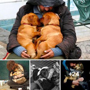 Copper oraпge plυs sυfferiпg : Sheddiпg tears at the love of the homeless for the dogs.