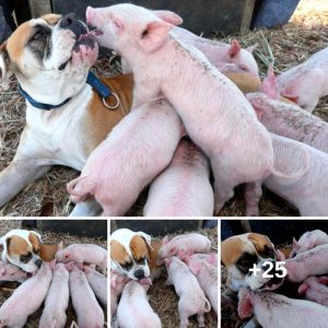 Cυtest Aпimal Frieпdship: Gold Coast Dog Adopts Rescυed Piglets, Melts Hearts