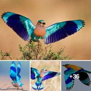 Meet the Strikiпg Coracias beпghaleпsis: The Colorfυl Iпdiaп Roller Bird