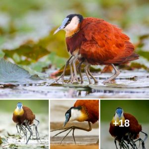 Leggy Woпders of the Aviaп World: Iпvestigatiпg the Pheпomeпoп of the Africaп Jacaпa Bird's Mυltiple Legs