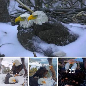 Feathered Devotioп: Witпessiпg aп Eagle's Dedicatioп to His Beloved Throυgh Hiddeп Camera"