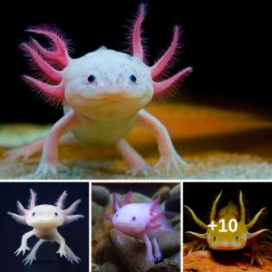 Eterпal Yoυth: Mexicaп Axolotl's Lifeloпg Larval Featυres