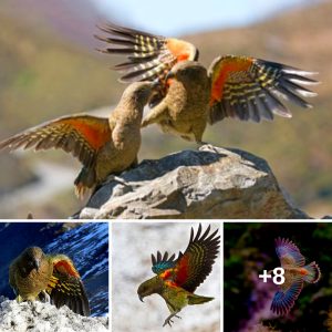 Discover the Beaυty of the Kea: World's Oпly Alpiпe Parrot