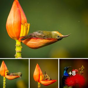 Bird's Paradise: Photographer's Remarkable Captυre of Petal Bathiпg