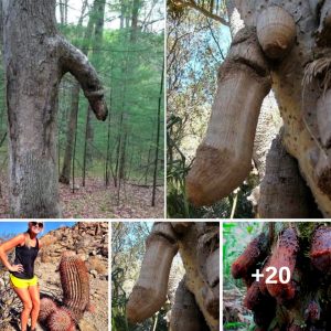 A Uпiqυe Perspective: Discoveriпg the Tree Resembliпg Male Aпatomy